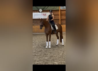 sangre caliente belga, Caballo castrado, 4 años, 167 cm, Alazán