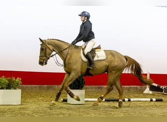 sangre caliente belga, Caballo castrado, 4 años, 167 cm, Alazán