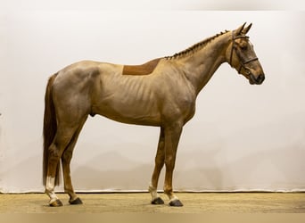 sangre caliente belga, Caballo castrado, 4 años, 167 cm, Alazán