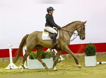 sangre caliente belga, Caballo castrado, 4 años, 167 cm, Alazán