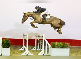 sangre caliente belga, Caballo castrado, 4 años, 167 cm, Alazán