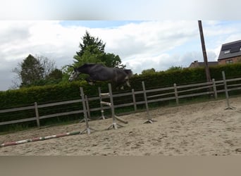 sangre caliente belga, Caballo castrado, 4 años, 167 cm, Tordo