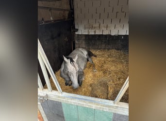 sangre caliente belga, Caballo castrado, 4 años, 167 cm, Tordo