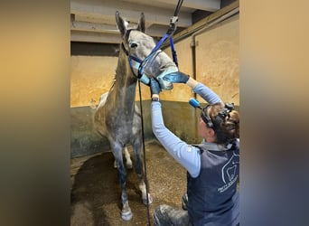 sangre caliente belga, Caballo castrado, 4 años, 167 cm, Tordo