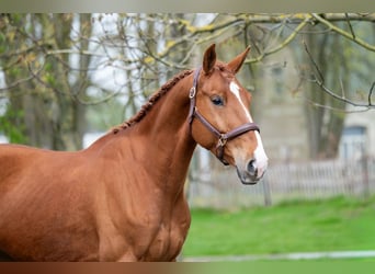 sangre caliente belga, Caballo castrado, 4 años, 168 cm