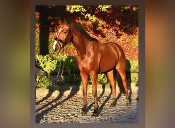 sangre caliente belga, Caballo castrado, 4 años, 168 cm, Castaño