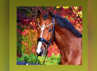 sangre caliente belga, Caballo castrado, 4 años, 168 cm, Castaño