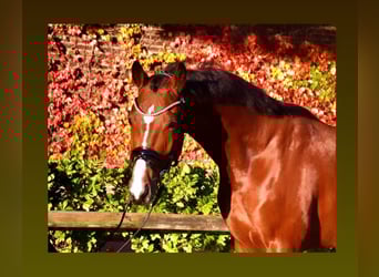 sangre caliente belga, Caballo castrado, 4 años, 168 cm, Castaño