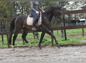 sangre caliente belga, Caballo castrado, 4 años, 168 cm, Castaño oscuro