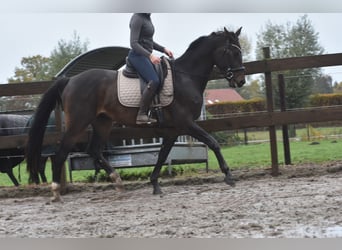 sangre caliente belga, Caballo castrado, 4 años, 168 cm, Castaño oscuro