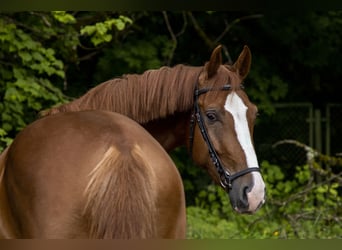 sangre caliente belga, Caballo castrado, 4 años, 170 cm, Alazán-tostado