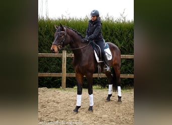 sangre caliente belga, Caballo castrado, 4 años, 170 cm, Castaño oscuro