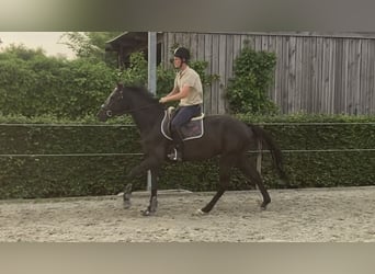 sangre caliente belga, Caballo castrado, 4 años, 170 cm, Negro