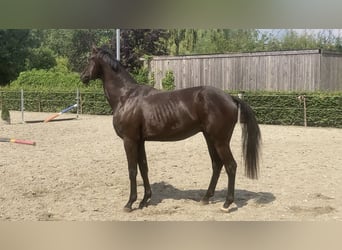 sangre caliente belga, Caballo castrado, 4 años, 170 cm, Negro