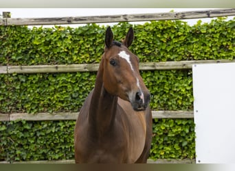 sangre caliente belga, Caballo castrado, 4 años, 171 cm, Castaño
