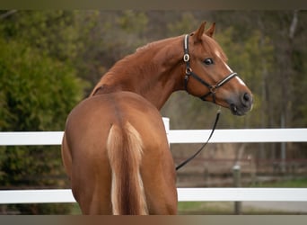 sangre caliente belga, Caballo castrado, 4 años, 172 cm, Alazán
