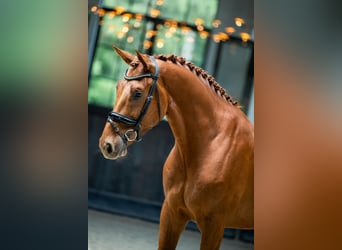 sangre caliente belga, Caballo castrado, 4 años, 172 cm, Alazán-tostado
