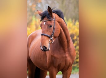 sangre caliente belga, Caballo castrado, 4 años, 172 cm, Castaño