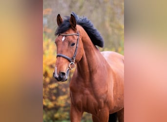 sangre caliente belga, Caballo castrado, 4 años, 172 cm, Castaño