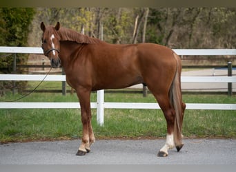 sangre caliente belga, Caballo castrado, 4 años, 173 cm, Alazán