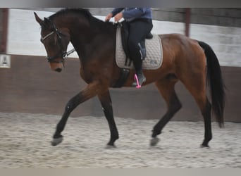 sangre caliente belga, Caballo castrado, 4 años, 175 cm, Castaño