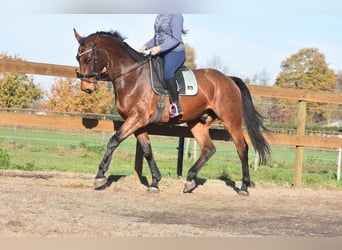 sangre caliente belga, Caballo castrado, 4 años, 175 cm, Castaño