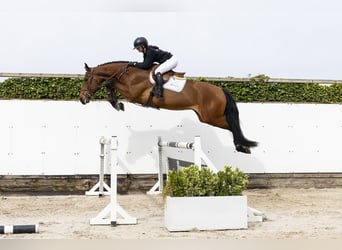 sangre caliente belga, Caballo castrado, 4 años, 177 cm, Castaño