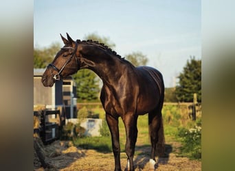 sangre caliente belga, Caballo castrado, 4 años, 183 cm, Castaño rojizo