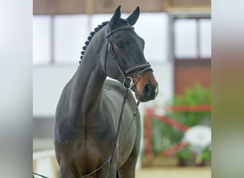 sangre caliente belga, Caballo castrado, 4 años, Castaño oscuro