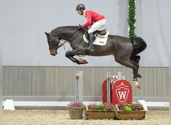 sangre caliente belga, Caballo castrado, 4 años, Castaño oscuro