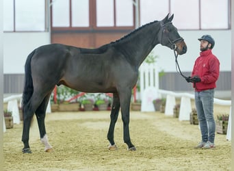 sangre caliente belga, Caballo castrado, 4 años, Castaño oscuro