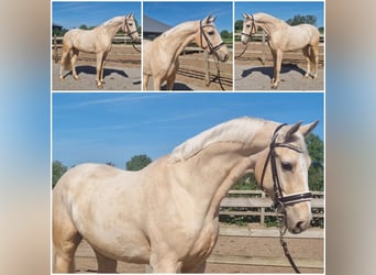 sangre caliente belga, Caballo castrado, 4 años, Palomino