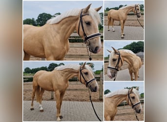 sangre caliente belga, Caballo castrado, 4 años, Palomino