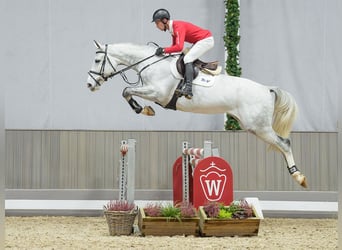 sangre caliente belga, Caballo castrado, 4 años, Tordo