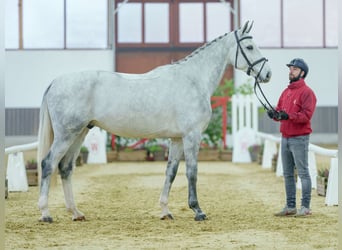 sangre caliente belga, Caballo castrado, 4 años, Tordo