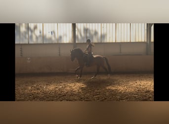 sangre caliente belga, Caballo castrado, 5 años, 155 cm, Castaño