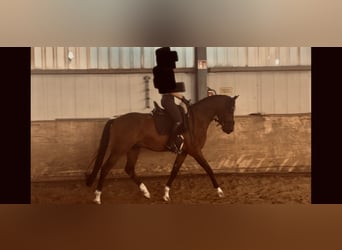 sangre caliente belga, Caballo castrado, 5 años, 155 cm, Castaño