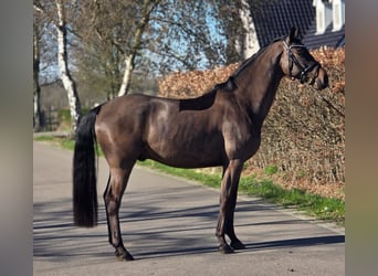 sangre caliente belga, Caballo castrado, 5 años, 164 cm, Castaño