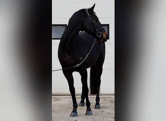 sangre caliente belga, Caballo castrado, 5 años, 164 cm, Castaño
