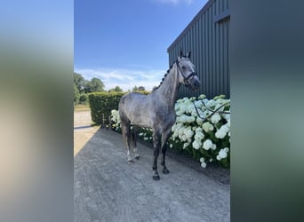 sangre caliente belga, Caballo castrado, 5 años, 164 cm, Tordo