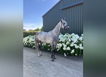 sangre caliente belga, Caballo castrado, 5 años, 164 cm, Tordo