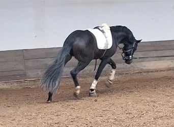 sangre caliente belga, Caballo castrado, 5 años, 165 cm, Alazán-tostado