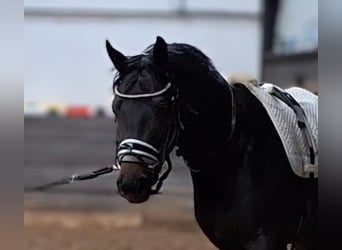 sangre caliente belga, Caballo castrado, 5 años, 165 cm, Alazán-tostado
