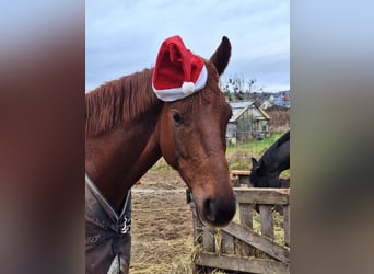 sangre caliente belga, Caballo castrado, 5 años, 165 cm, Alazán-tostado