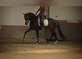 sangre caliente belga, Caballo castrado, 5 años, 165 cm, Alazán-tostado