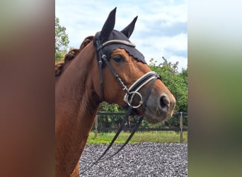 sangre caliente belga, Caballo castrado, 5 años, 165 cm, Alazán-tostado