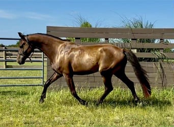 sangre caliente belga, Caballo castrado, 5 años, 165 cm, Castaño oscuro
