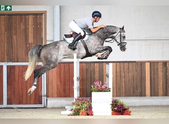 sangre caliente belga, Caballo castrado, 5 años, 166 cm, Tordo