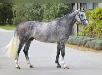 sangre caliente belga, Caballo castrado, 5 años, 166 cm, Tordo