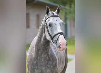 sangre caliente belga, Caballo castrado, 5 años, 166 cm, Tordo